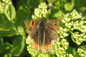 Image result for Small Tortoiseshell