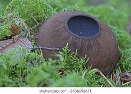 Attēlu rezultāti vaicājumam “Sarcosoma globosum”