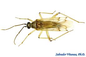 Attēlu rezultāti vaicājumam “Miridae”