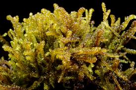 Attēlu rezultāti vaicājumam “Scorpidium cossonii”