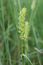 Attēlu rezultāti vaicājumam “Carex hirta fruit”