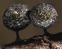 Attēlu rezultāti vaicājumam “Comatricha nigra young”