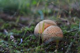 Attēlu rezultāti vaicājumam “Scleroderma citrinum”