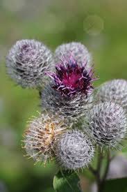 Attēlu rezultāti vaicājumam “Arctium tomentosum”