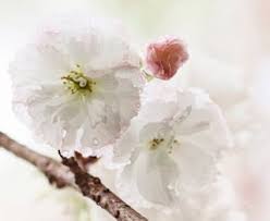 Attēlu rezultāti vaicājumam “Cribraria purpurea macro”