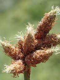 Attēlu rezultāti vaicājumam “Craterium aureonucleatum stalked”