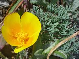 Attēlu rezultāti vaicājumam “Eschscholzia californica leaf”