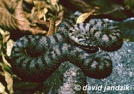 Attēlu rezultāti vaicājumam “Vipera berus”