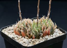 Attēlu rezultāti vaicājumam “Hemitrichia decipiens var. hemitrichoides”