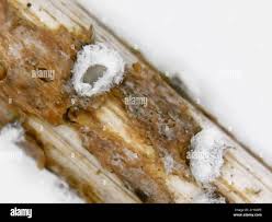 Attēlu rezultāti vaicājumam “Lachnella alboviolascens”