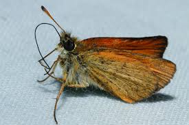 Attēlu rezultāti vaicājumam “Thymelicus lineola”