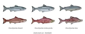 Image result for Oncorhynchus kisutch