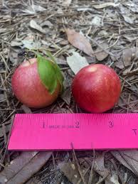 Attēlu rezultāti vaicājumam “Poa angustifolia fruit”