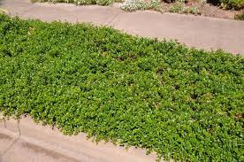 Attēlu rezultāti vaicājumam “Arctostaphylos uva-ursi”