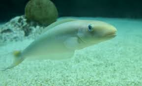 Image result for Malacanthus plumieri