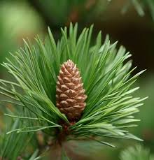 Attēlu rezultāti vaicājumam “Pinus pumila male flower”