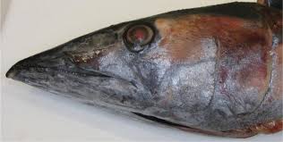 Image result for Acanthocybium solandri