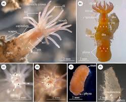 Attēlu rezultāti vaicājumam “Enteridium variabile”