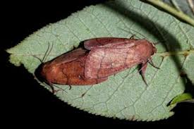 Attēlu rezultāti vaicājumam “Mythimna turca”