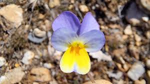 Attēlu rezultāti vaicājumam “Viola tricolor subsp. curtisii bud”