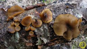 Attēlu rezultāti vaicājumam “Rutstroemia firma”