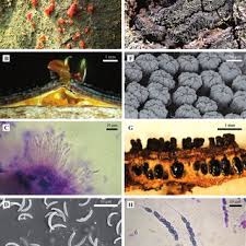 Attēlu rezultāti vaicājumam “Anthostoma decipiens”