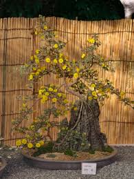 Attēlu rezultāti vaicājumam “Lophozia longiflora”