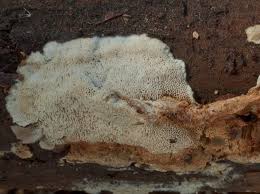 Attēlu rezultāti vaicājumam “Postia leucomallella”