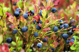 Attēlu rezultāti vaicājumam “Vaccinium myrtillus”