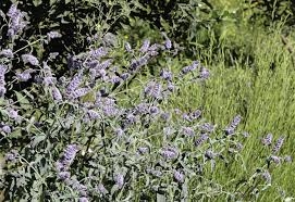 Attēlu rezultāti vaicājumam “Mentha longifolia”