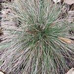 Attēlu rezultāti vaicājumam “Festuca pratensis”