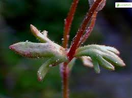 Attēlu rezultāti vaicājumam “Saxifraga tridactylites fruit”