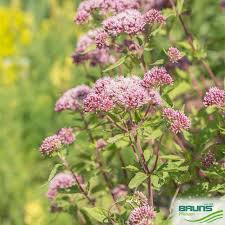 Image result for Eupatorium cannabinum