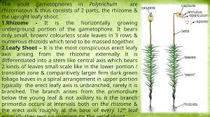 Attēlu rezultāti vaicājumam “Polytrichales”