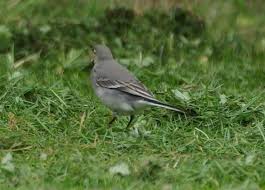Attēlu rezultāti vaicājumam “Motacilla alba juvenile”