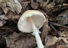 Attēlu rezultāti vaicājumam “Lepiota clypeolaria”