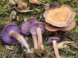 Attēlu rezultāti vaicājumam “Laccaria amethystina”