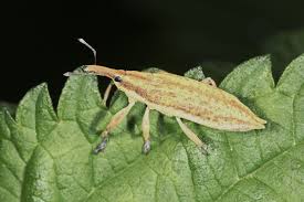 Attēlu rezultāti vaicājumam “Lixus iridis”