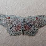 Attēlu rezultāti vaicājumam “Cyclophora pendularia”