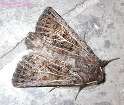 Attēlu rezultāti vaicājumam “Tholera decimalis female”