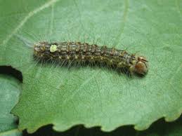 Attēlu rezultāti vaicājumam “Acronicta megacephala”