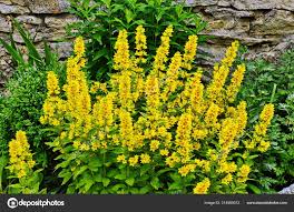 Attēlu rezultāti vaicājumam “Lysimachia vulgaris”