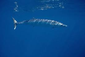 Image result for Acanthocybium solandri