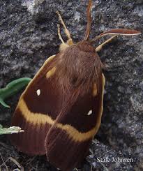 Attēlu rezultāti vaicājumam “Lasiocampa quercus imago”