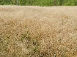 Attēlu rezultāti vaicājumam “Deschampsia flexuosa bud”