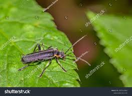 Attēlu rezultāti vaicājumam “Cantharis obscura”