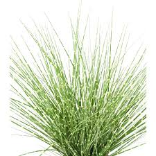 Image result for Miscanthus sinensis Zebrina