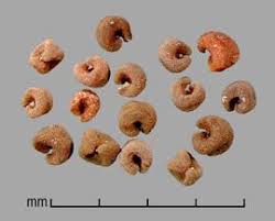 Attēlu rezultāti vaicājumam “Enteridium liceoides sessile”