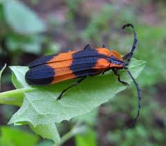 Attēlu rezultāti vaicājumam “Lygistopterus sanguineus larva”