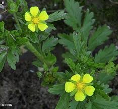 Attēlu rezultāti vaicājumam “Potentilla supina flower”